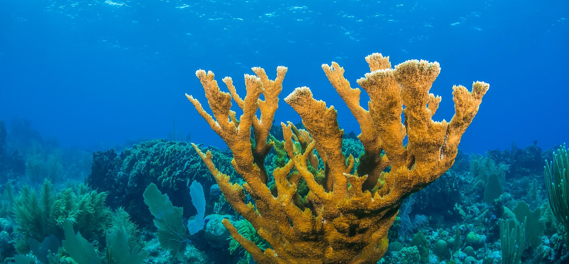 海洋中的珊瑚